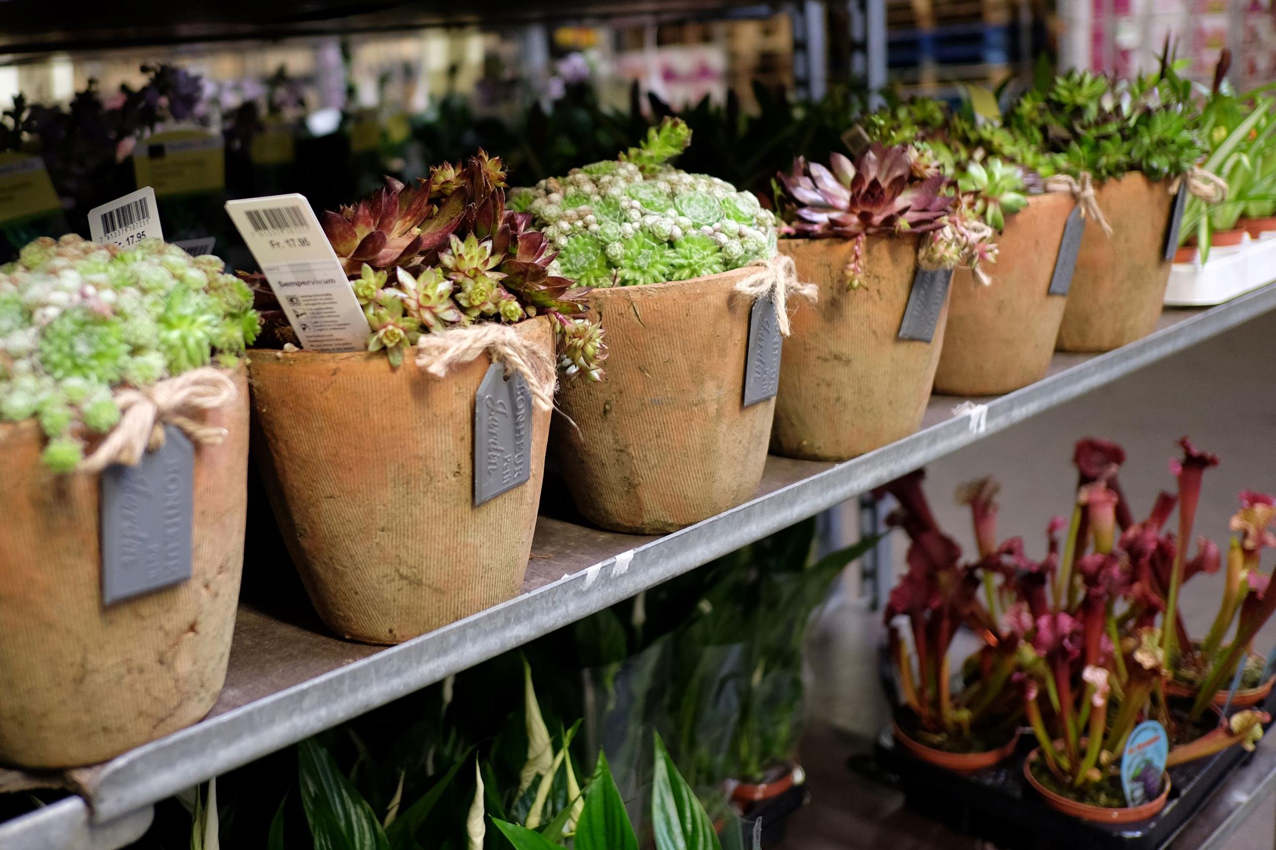 assortiment plantdeco